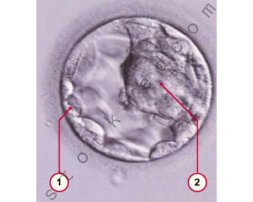 福建省妇幼保健院供卵三代试管婴儿费用及男孩生育指南